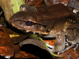 Image of Savage's Thin-toed Frog