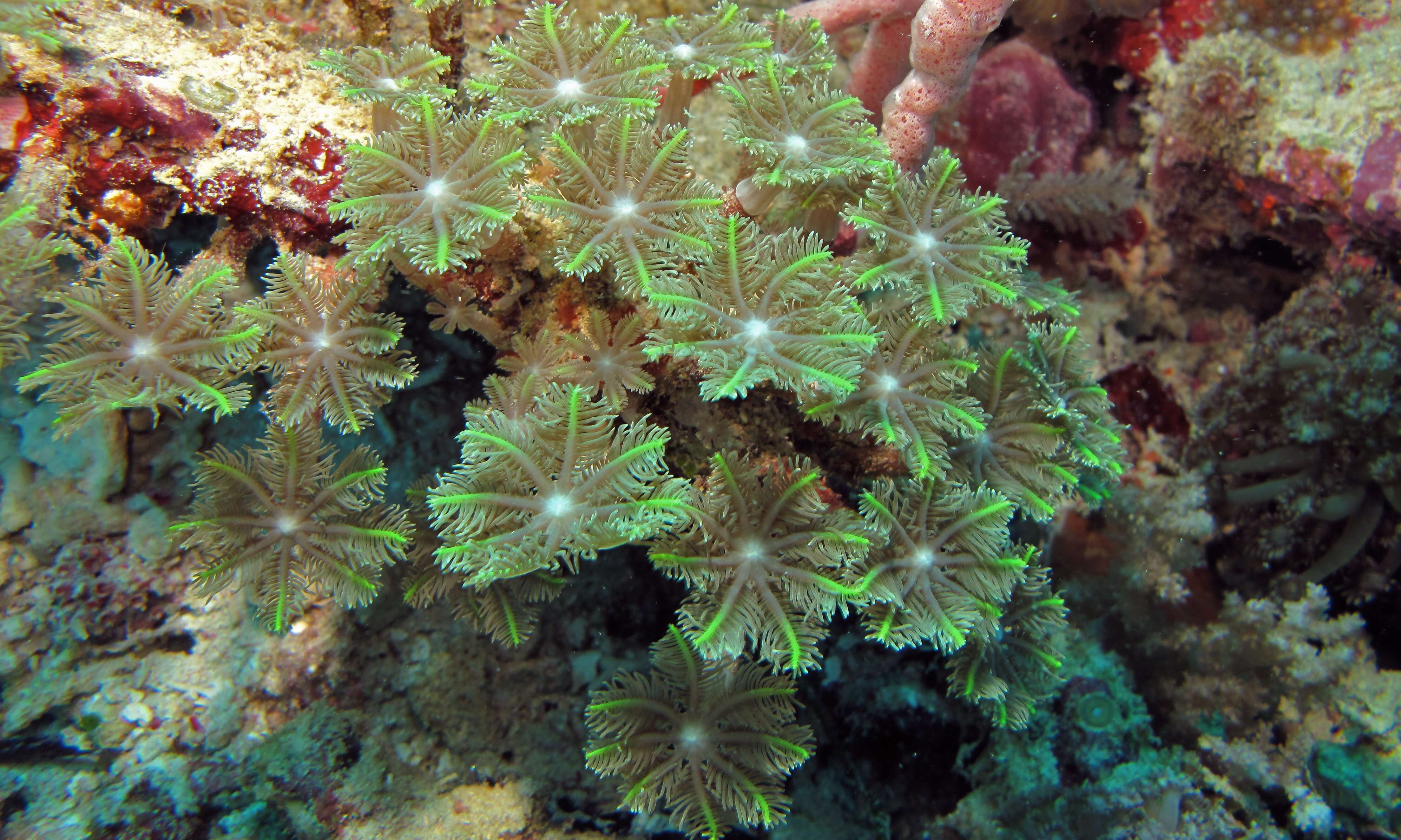 Image of organ pipe coral