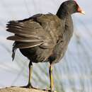 Imagem de Gallinula tenebrosa tenebrosa Gould 1846