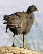 Image of Gallinula tenebrosa tenebrosa Gould 1846