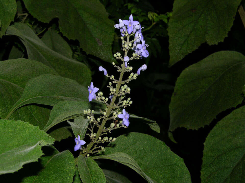 Image of Tropical-Lilac