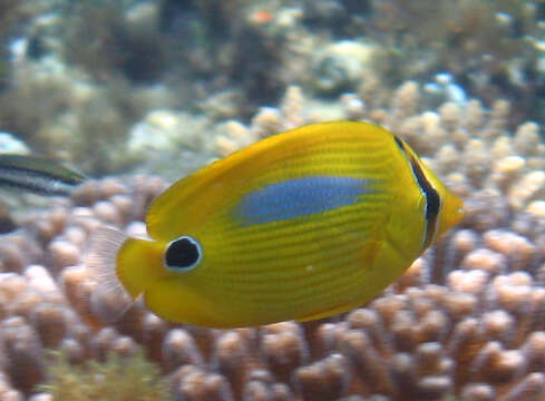 Image of Blue-dash Butterflyfish