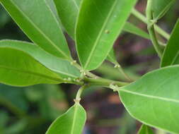 Imagem de Sapium glandulosum (L.) Morong