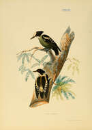 Image of Hemicircus Swainson 1837