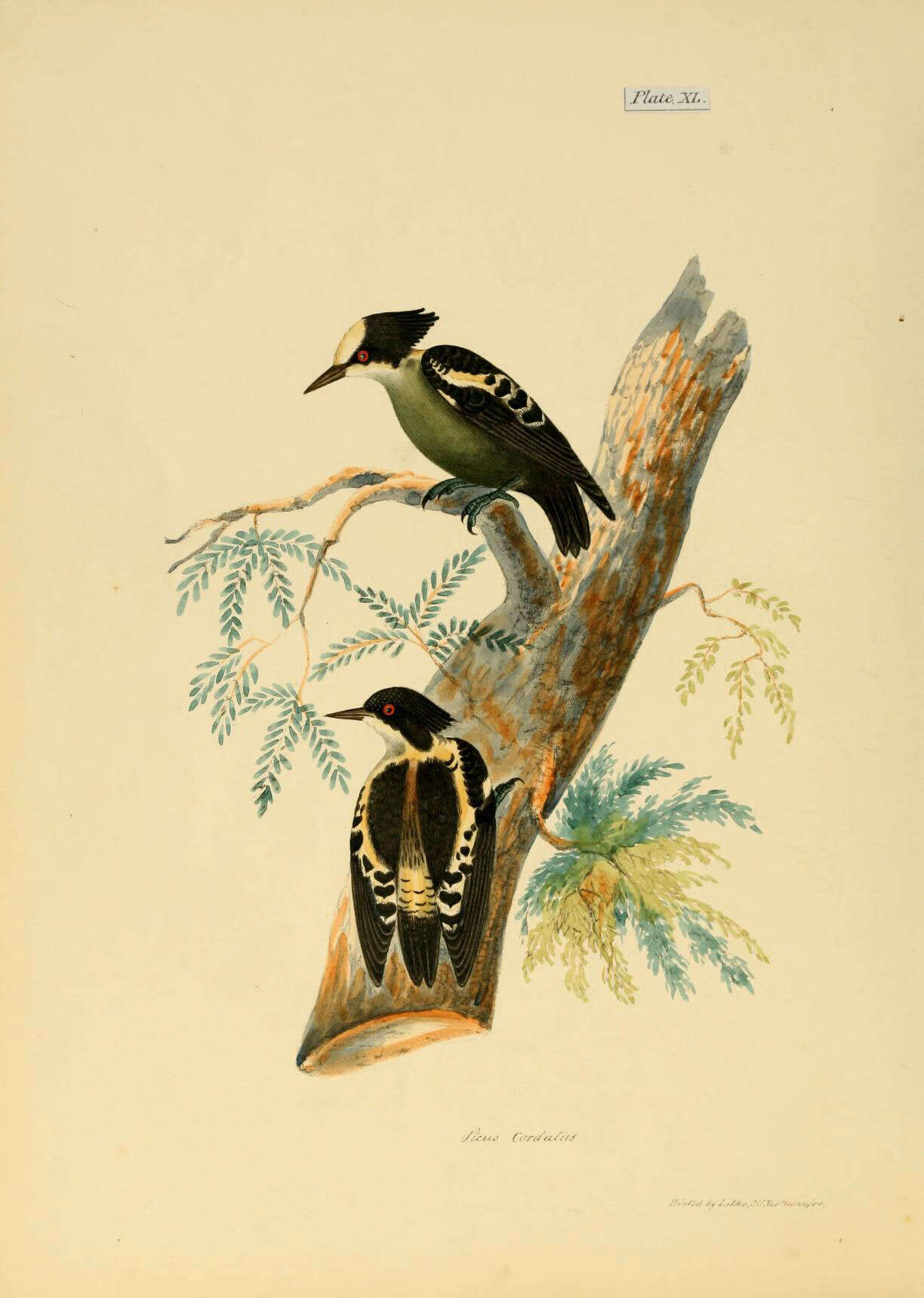 Hemicircus Swainson 1837 resmi