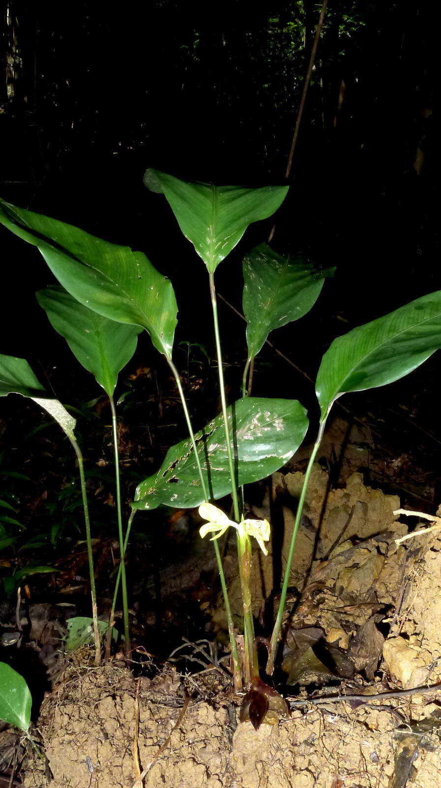 Image de Goeppertia brasiliensis (Körn.) Borchs. & S. Suárez