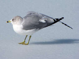 Larus Linnaeus 1758 resmi