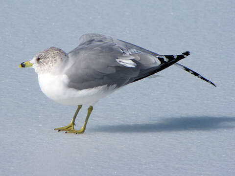 Image of Ring-billed Gull