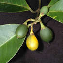 Image of Lacmellea arborescens (Müll. Arg.) Markgr.