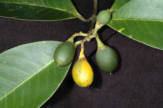 Plancia ëd Lacmellea arborescens (Müll. Arg.) Markgr.