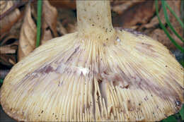 Image de Lactarius luridus (Pers.) Gray 1821