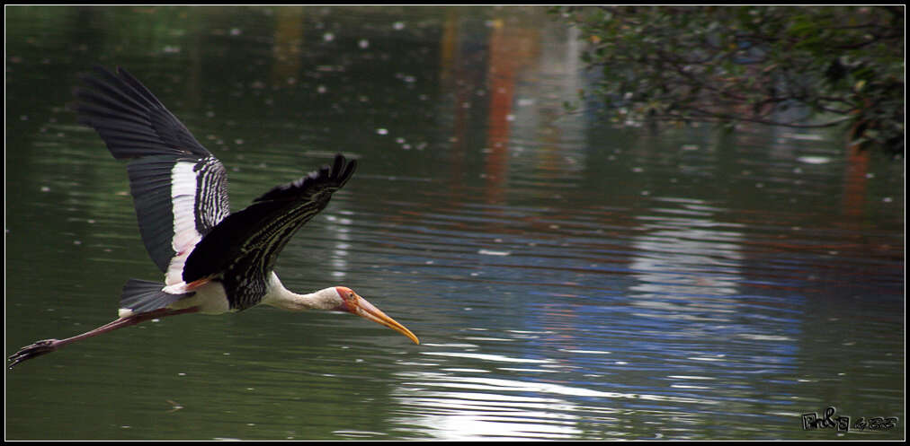 Image of Painted Stork