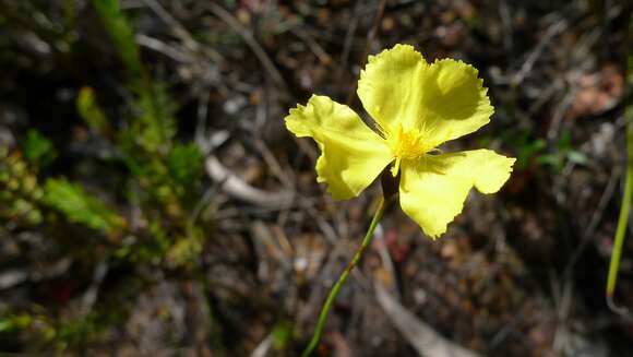 Image de Xyris gracilis R. Br.