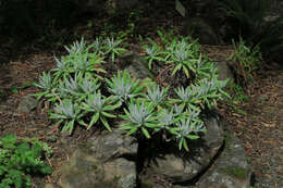 Image of bright green dudleya