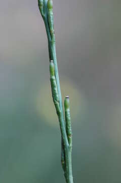 Image of hoary mustard