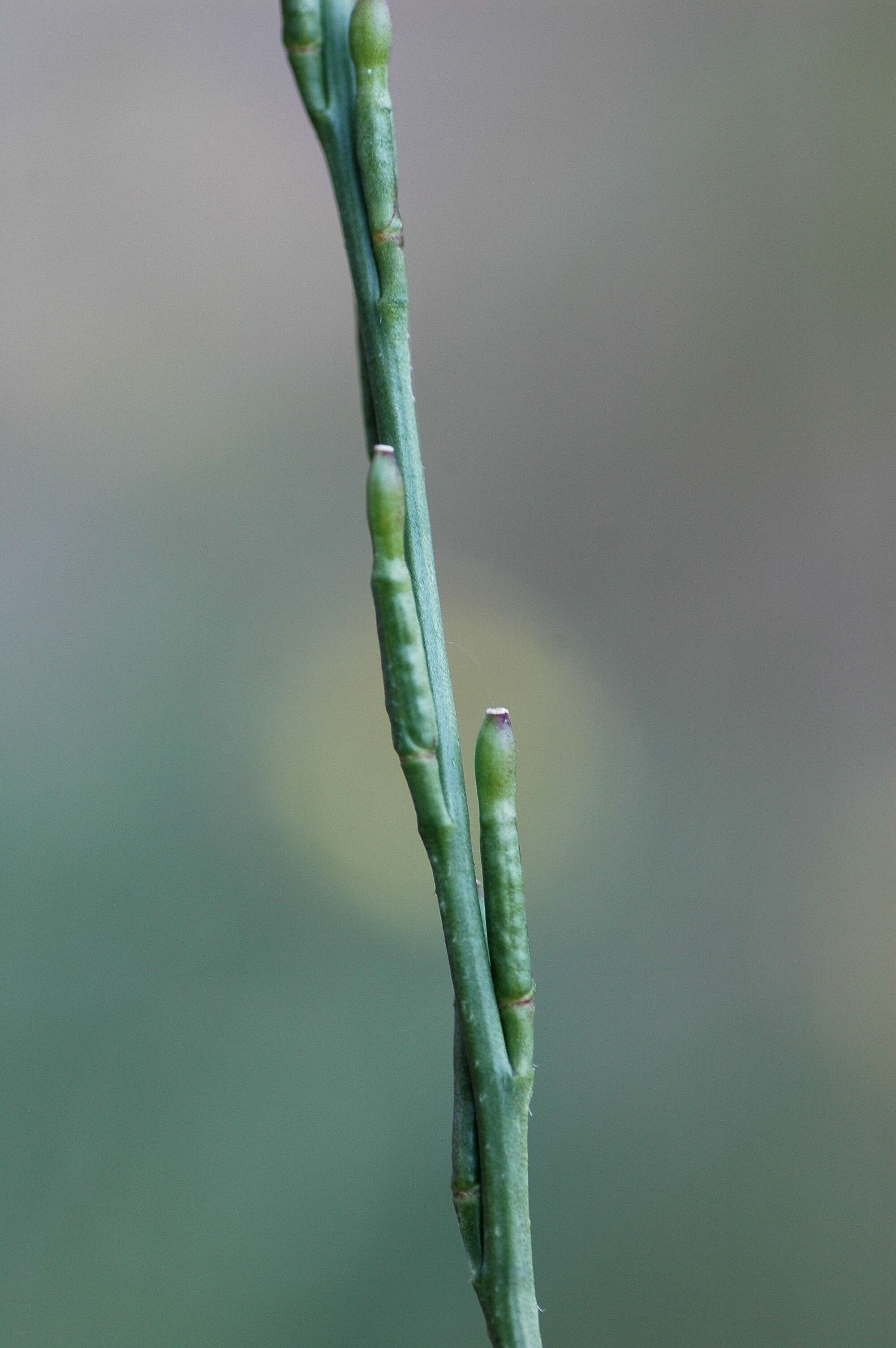 Image of hoary mustard