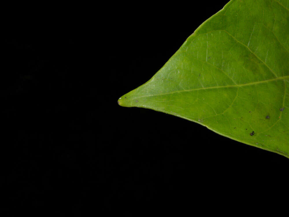 Imagem de Dendropanax caucanus (Harms) Harms