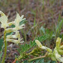 Image of Astragalus beckwithii beckwithii