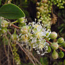 Image de Stegnosperma halimifolium Benth.