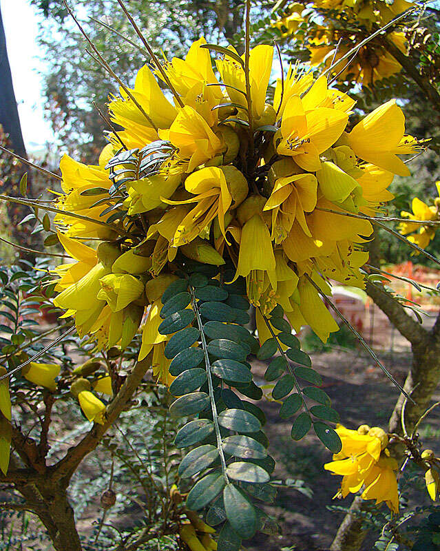 Image of kowhai