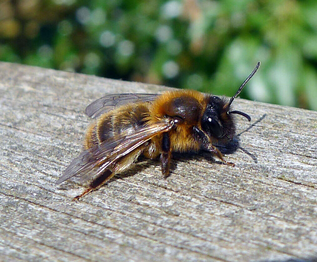 Image de Andrena carantonica Pérez 1902