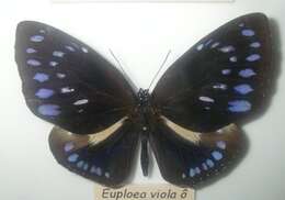 Imagem de Euploea dehaanii Lucas 1853