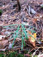 Image of umbrella-pine family