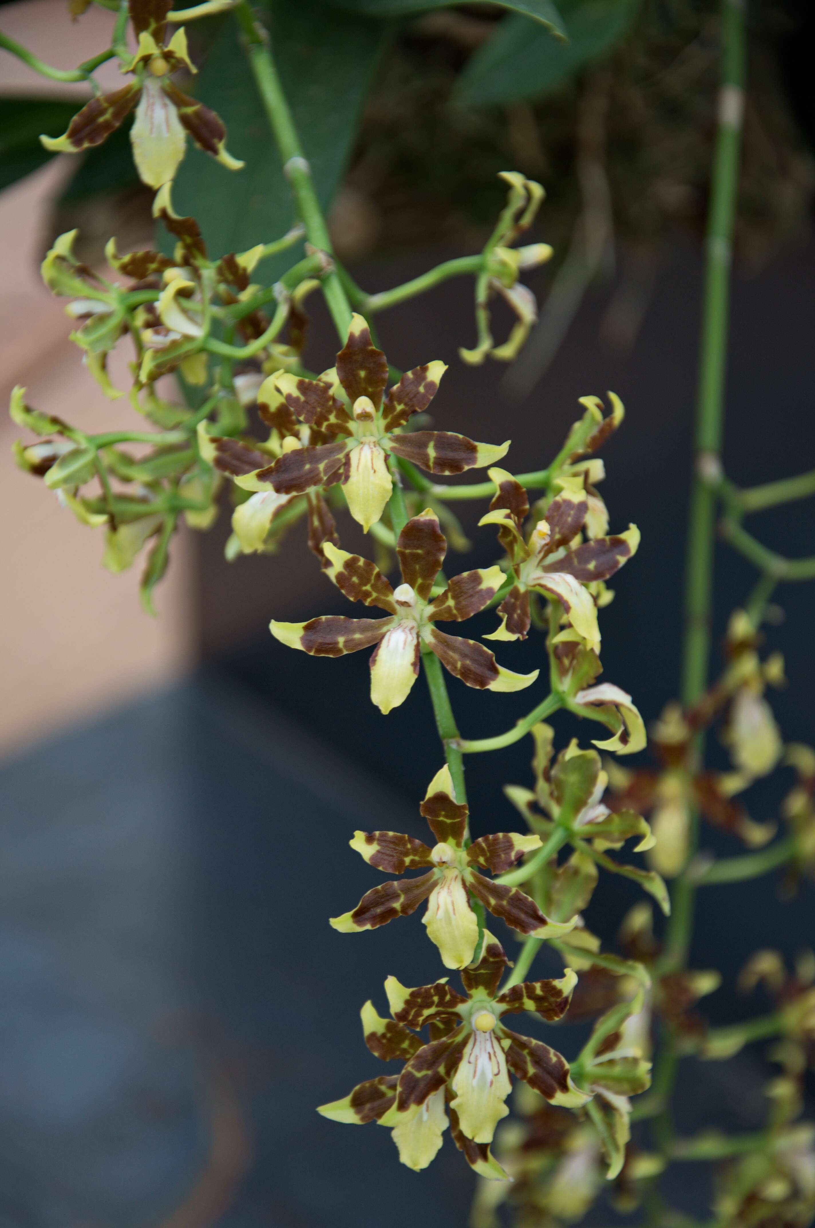 Image of Dancing-lady orchids