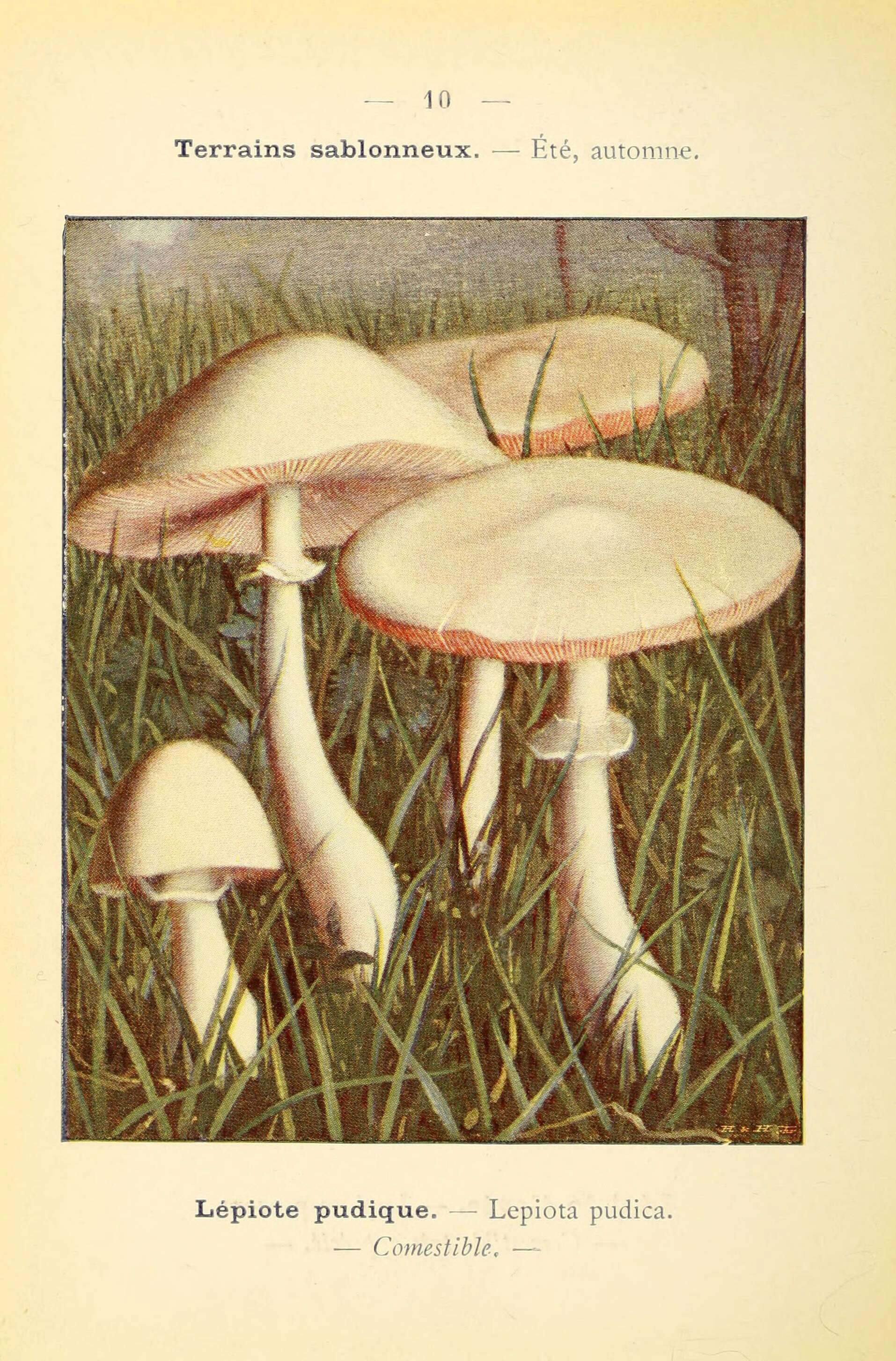 Image de Pholiota pudica (Bull.) Gillet 1876