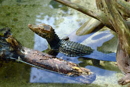 Image of Common Caiman