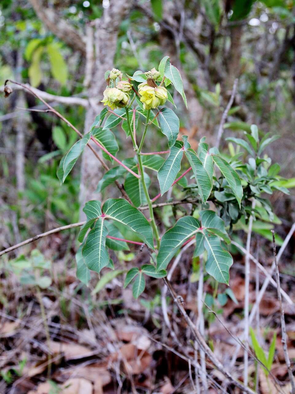 Image of Manihot violacea Pohl