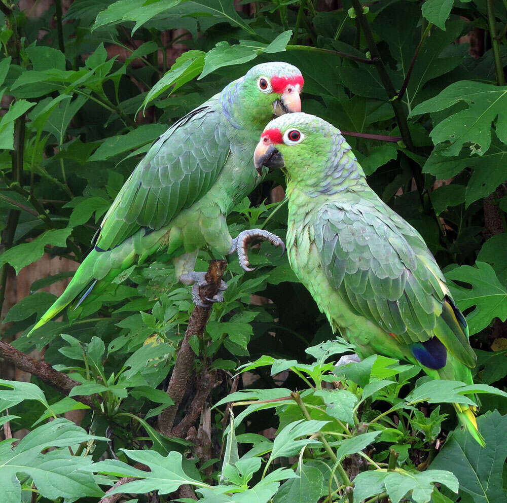 Image of Amazon parrots