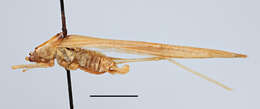 Image of Xiphidiopsis