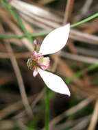 Image of Bunny orchids