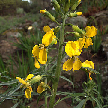 Image of Contra Costa wallflower