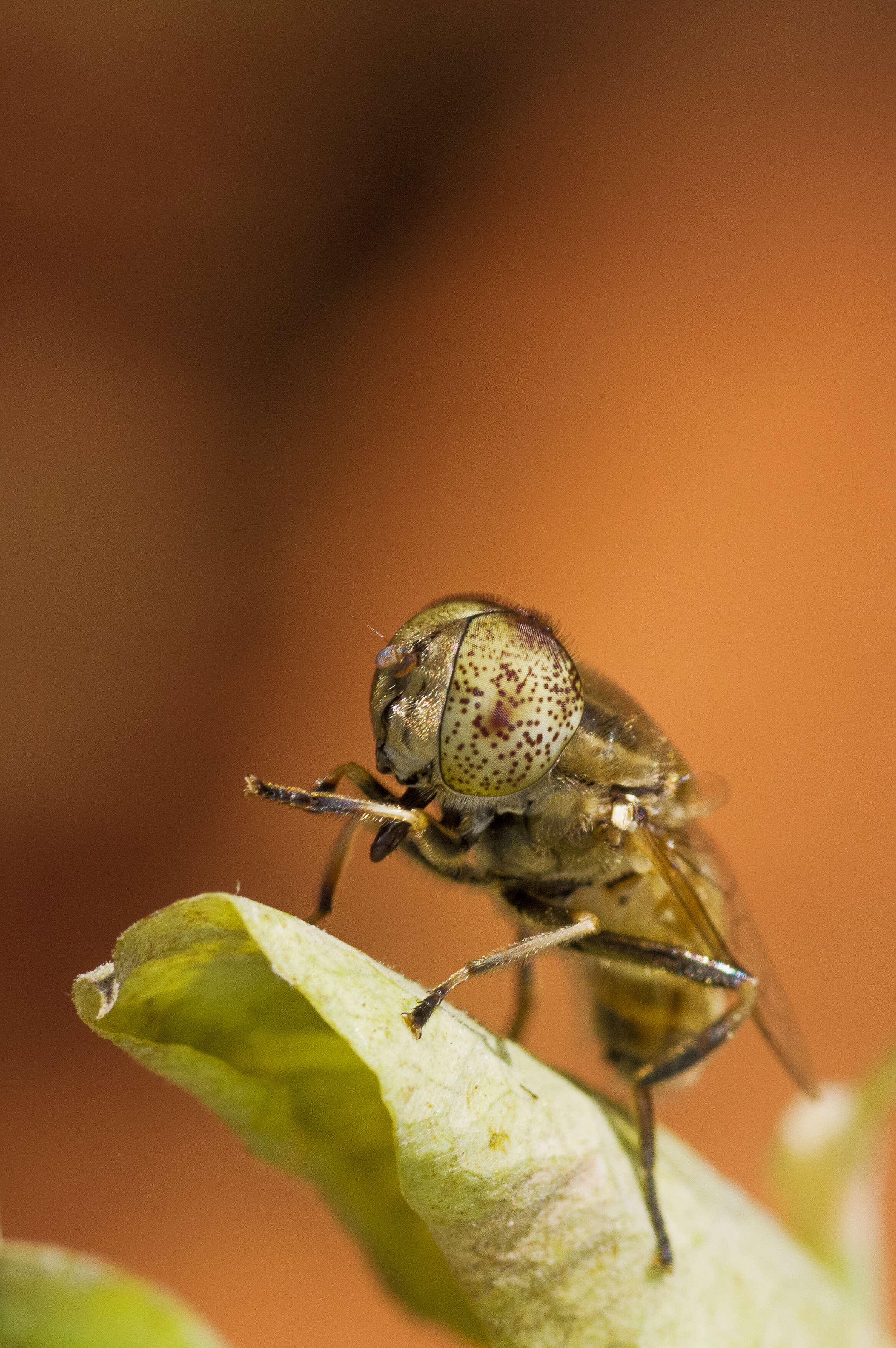 صورة Eristalinus megacephalus (Rossi 1794)