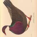 Image of Lord Howe Island Pigeon