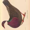 صورة Columba vitiensis godmanae (Mathews 1915)