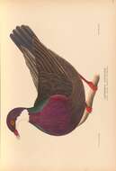 Image of Lord Howe Island Pigeon