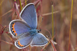 Plancia ëd Plebejus acmon (Westwood (1852))