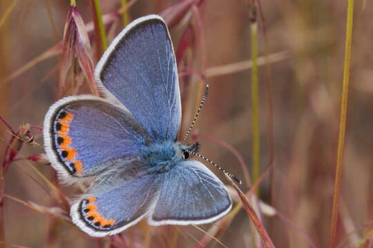 Image of Plebejus acmon (Westwood (1852))