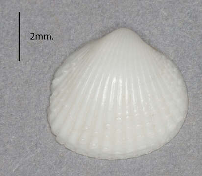 Image of Papillicardium papillosum (Poli 1791)