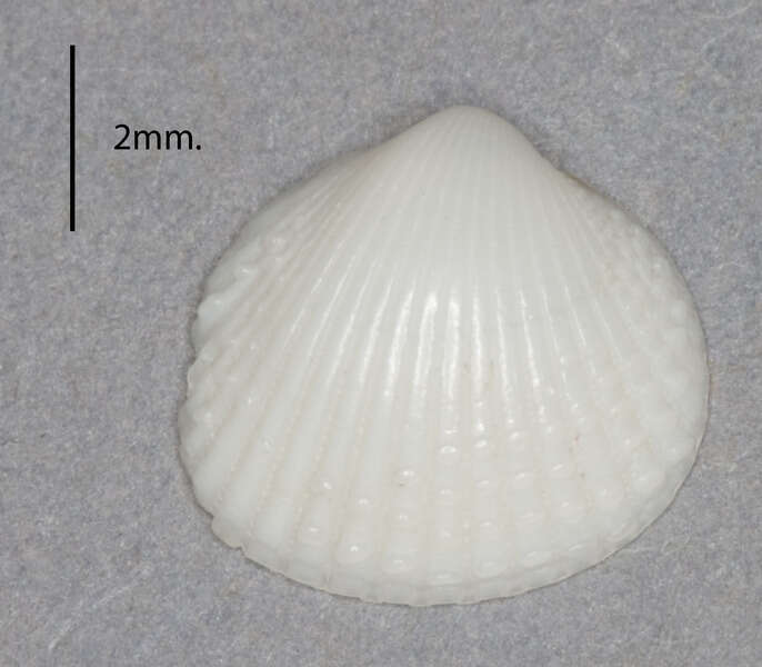 Image of Lymnocardiinae Stoliczka 1870
