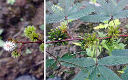 Imagem de Mimosa polydactyla Willd.