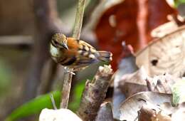 Image of Spotted Antbird