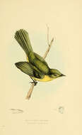 Image of Capsiempis Cabanis & Heine 1860