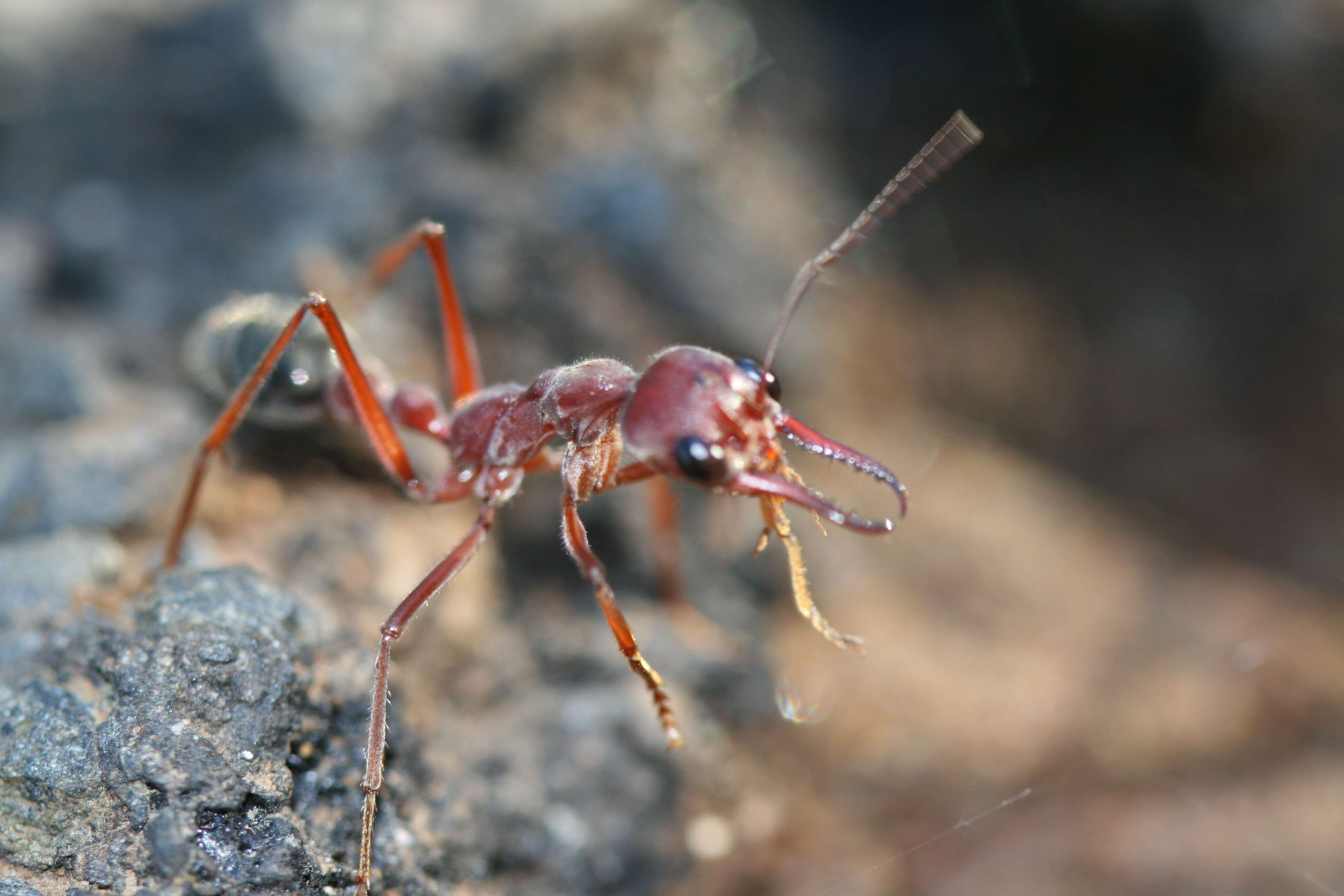 Image of Bull ants