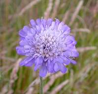 Image of Widow flowers