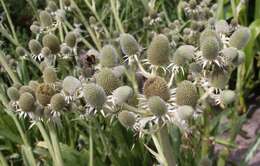 Image of Eryngium agavifolium Griseb.