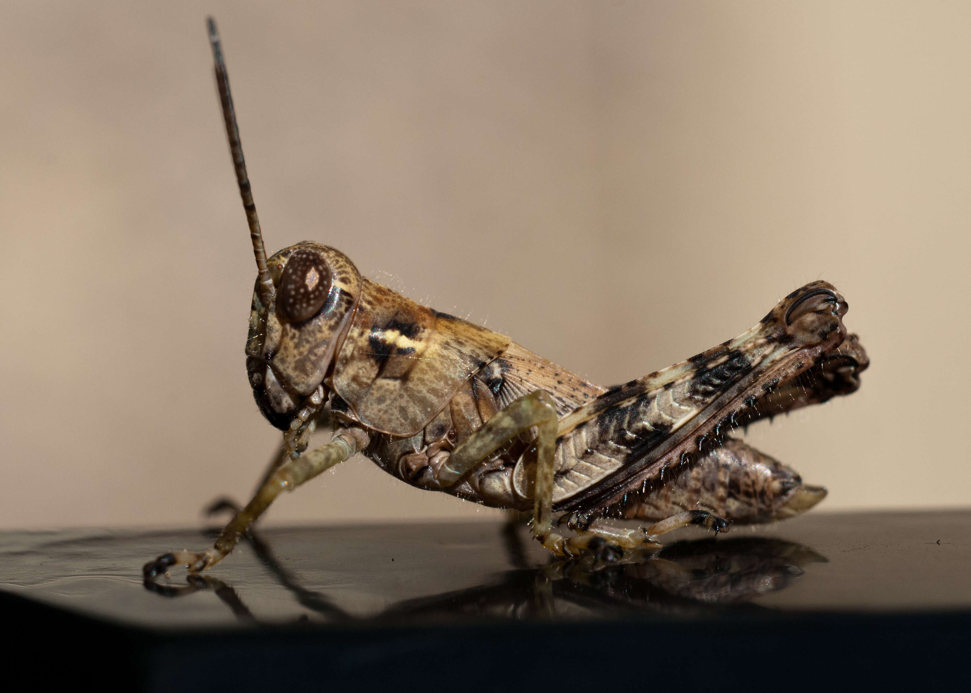 Image of Slant-faced Grasshoppers